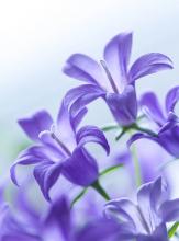 Фотообои д-047 Полевые цветы
